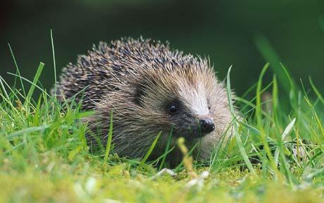 little hedgehog
