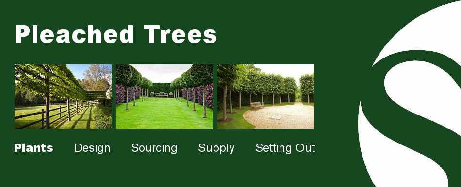 pleached tree slide