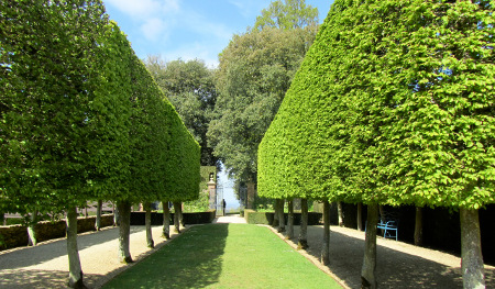 pleached tree blog