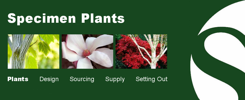 specimen plants slide