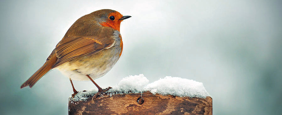 winter robin